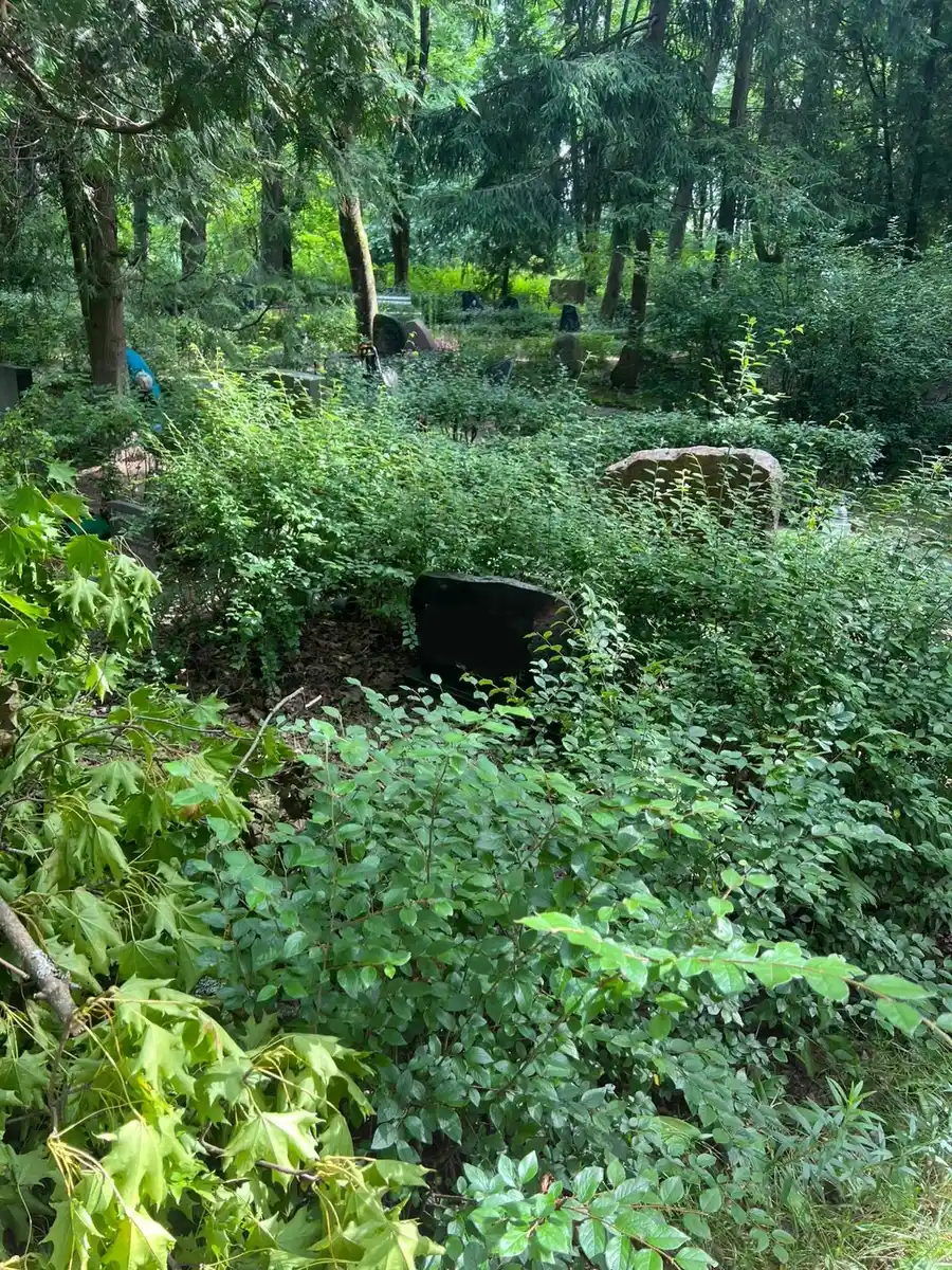 kapavieta pirms labiekārtošanas ar aizaugušiem krūmiem