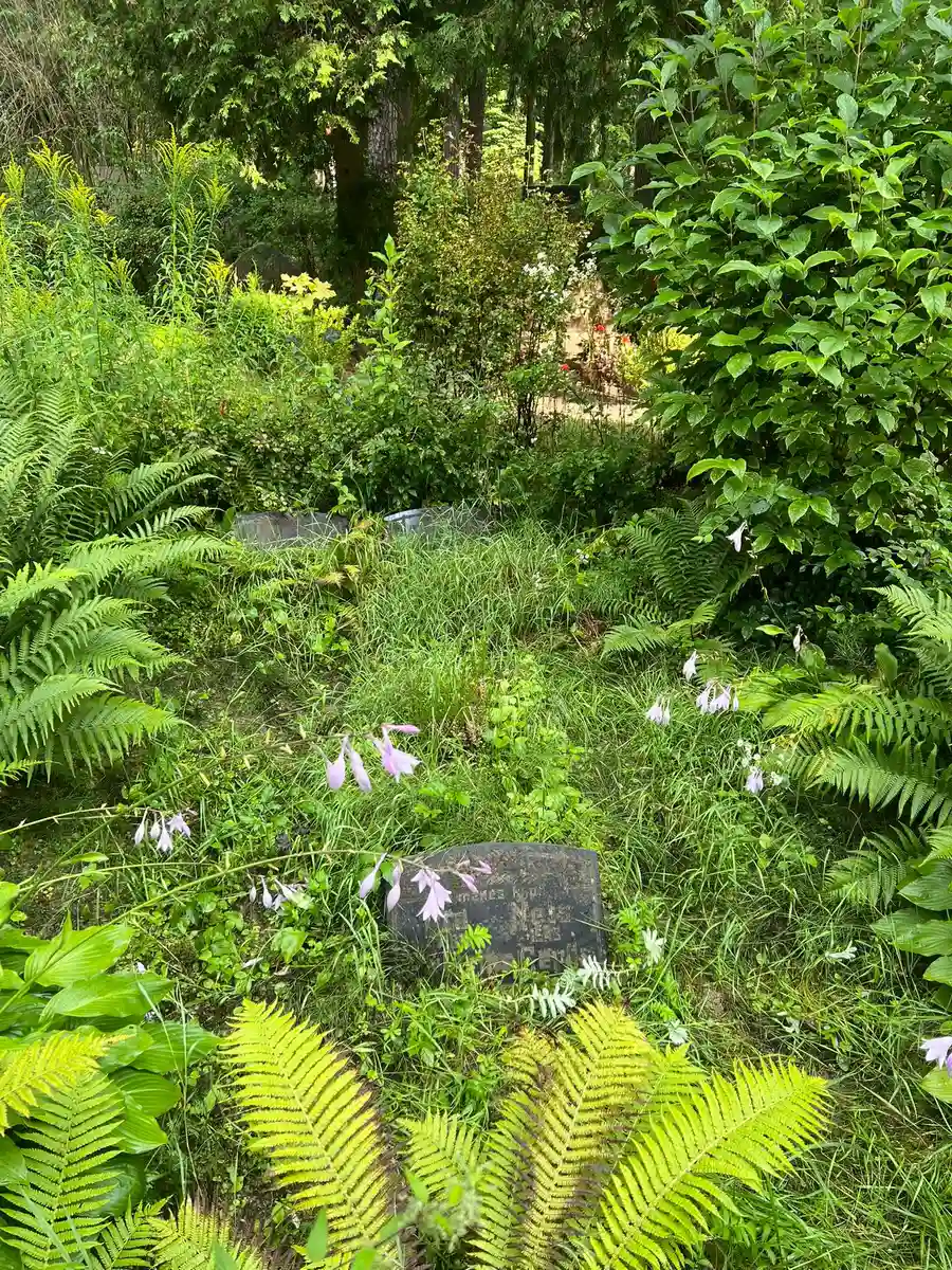 kapavieta pirms sakopšanas aizaugusi ar augiem un krūmiem