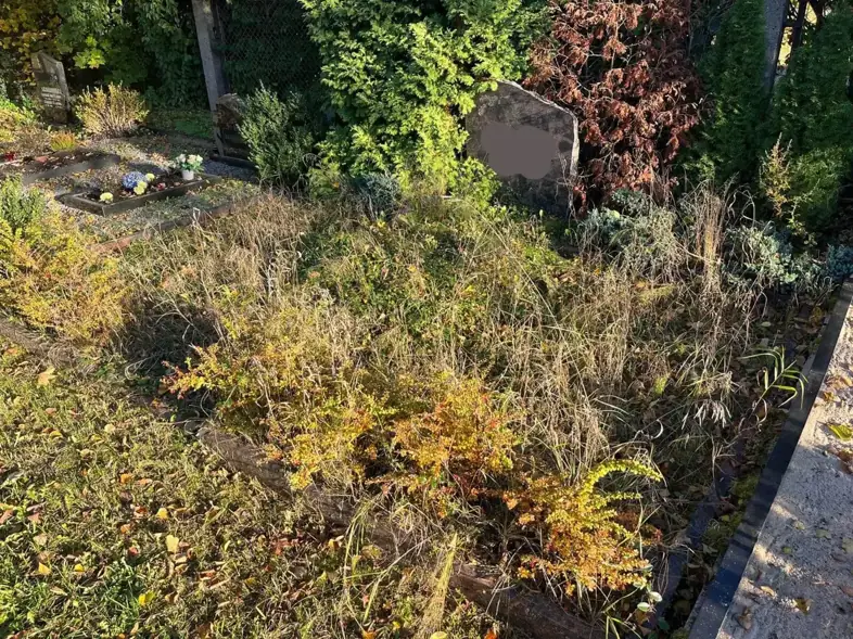 kapavietas smilšu segums ar nezālēm pirms uzkopšanas